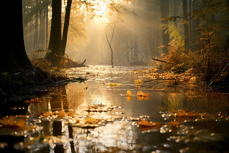 深秋的早晨树林图片