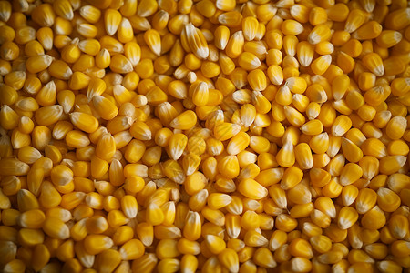 成熟的玉米粒图片