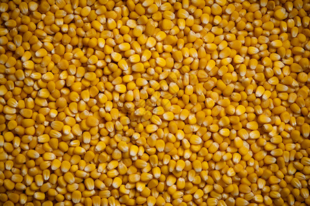 金黄的玉米粒背景图片