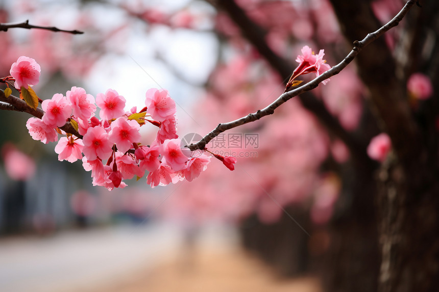 早春盛开的樱花图片