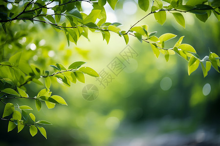 春天的植物背景图片