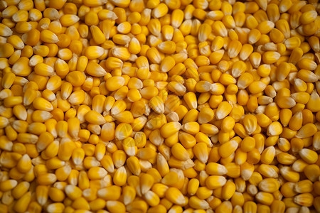 营养丰富的玉米粒图片