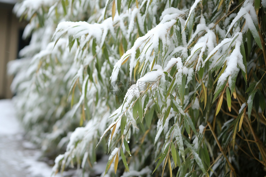 冬季植物的积雪图片
