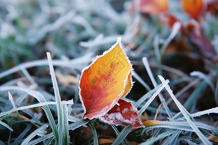 被霜冻住的草丛图片