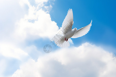 白鸽飞扬飞在蓝天下的白鸽背景