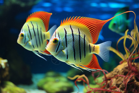 彩色海洋鱼类水里的热带鱼类背景