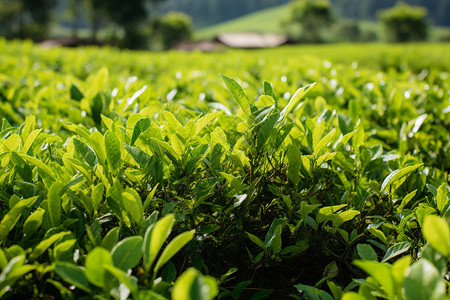 田里的旺盛的茶树背景图片