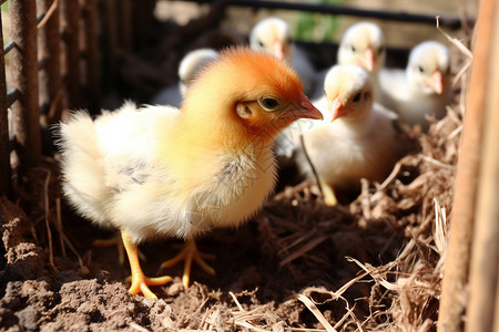农场里养殖的小鸡高清图片