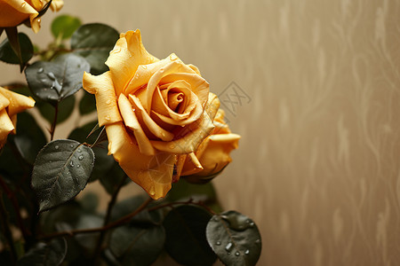 绽放着的黄玫瑰花高清图片