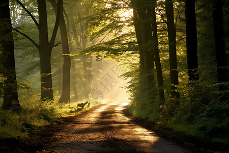 阳光明媚的日出森林景观图片