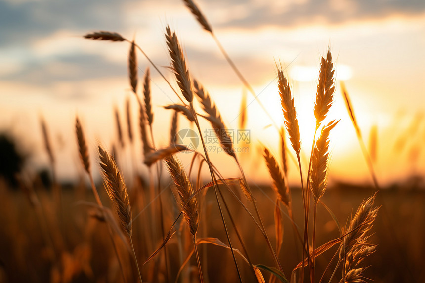 田野中的小麦田景观图片