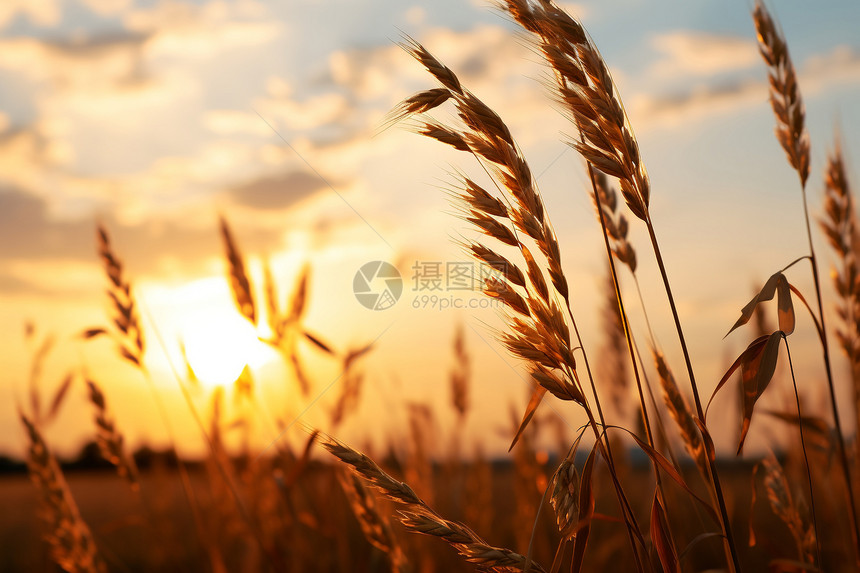 金黄色的小麦田景观图片