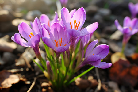 紫色的鲜花背景图片