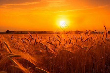 悯农照片素材农田里的小麦背景