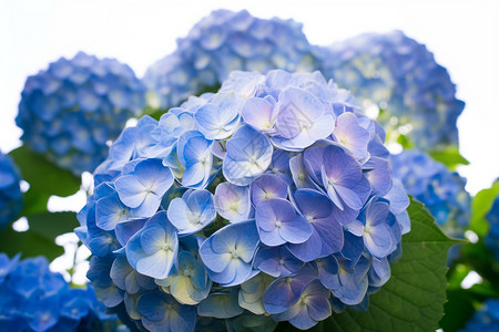 花园里的蓝色绣球花背景图片