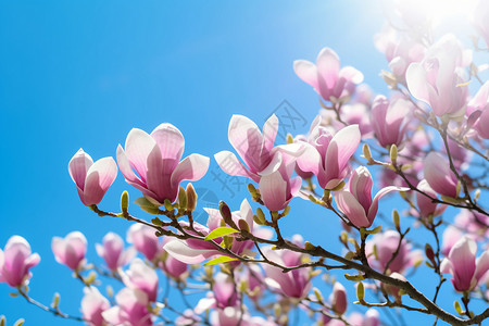 开花的木兰树高清图片