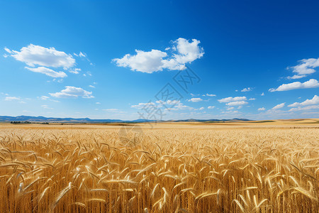 蓝天下一亩亩麦田高清图片