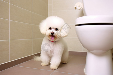 狗厕所厕所里的小狗背景