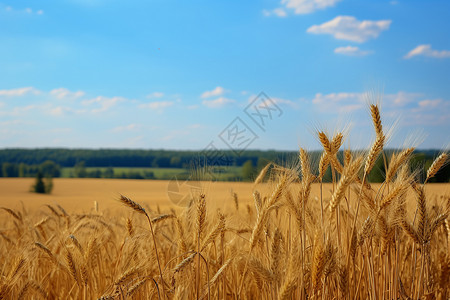 丰收季的小麦背景图片
