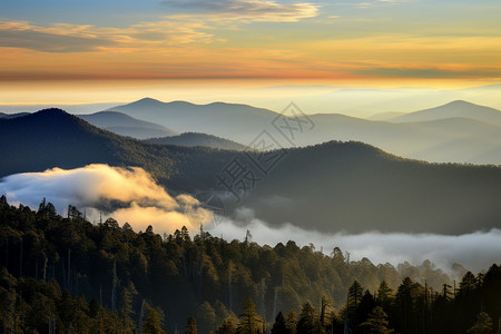 清晨的山脉云雾缭绕的松林高清图片