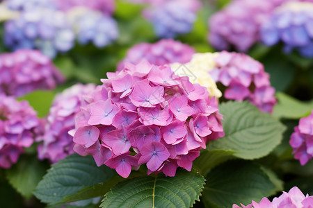 粉色的绣花球特写高清图片