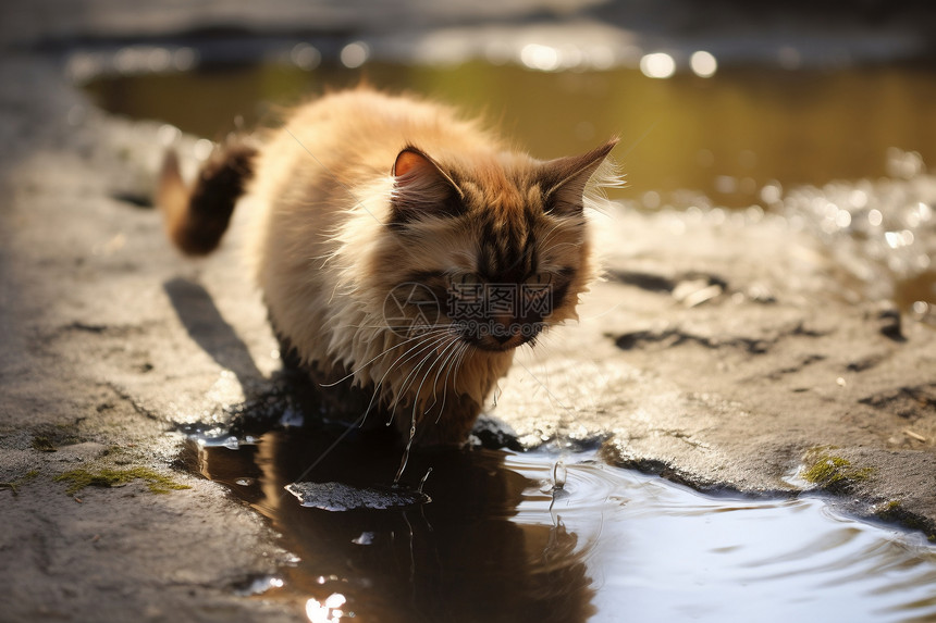 踩到水坑的小猫咪图片