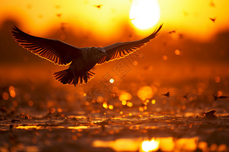 日落背景下的飞鸟图片