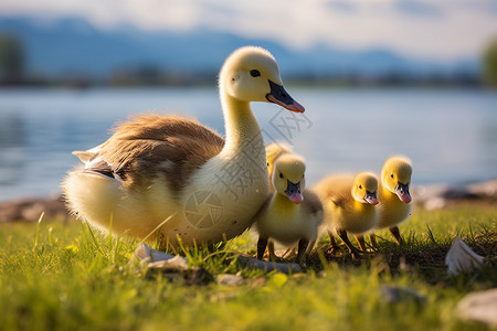 小鸭子和妈妈草丛上的鹅妈妈和小鹅背景