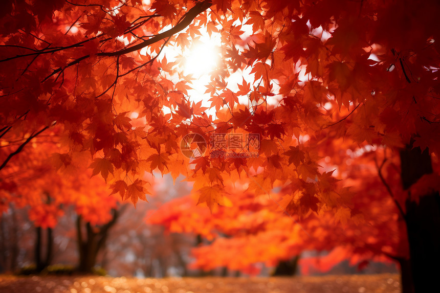 秋天的红色树木图片
