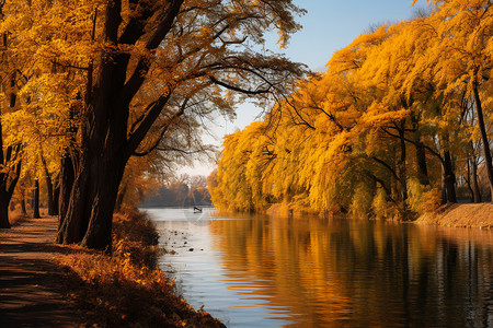 秋天湖边发黄的树叶高清图片