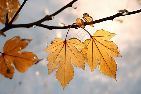 秋季发黄的叶子背景图片