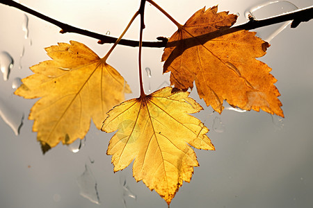 秋季发黄的树叶图片