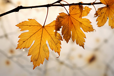 秋季黄色的树叶背景图片