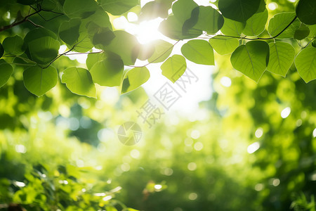 绿色的树叶植物背景图片