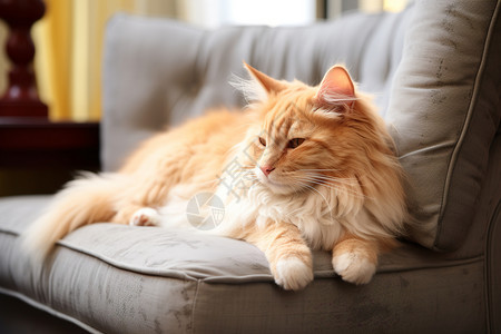 沙发上休息的小猫图片