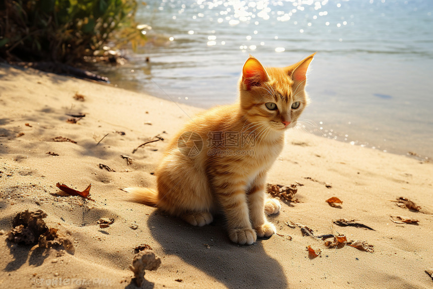 海滩上的小猫猫图片