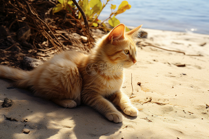 沙滩上的小猫图片
