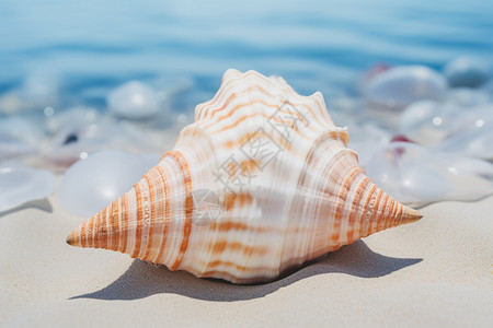 海滩上的自然海螺背景图片