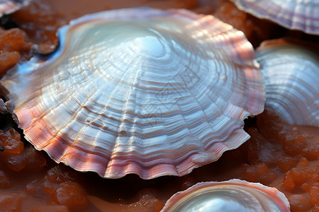 美丽的自然贝壳图片