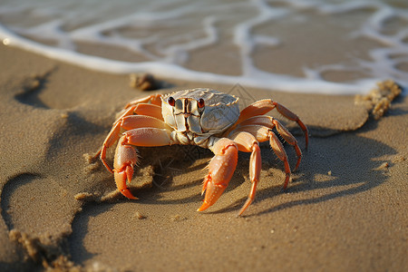 海边寄居蟹海滩上的动物螃蟹背景