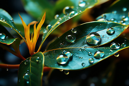 植物树叶上的雨滴图片