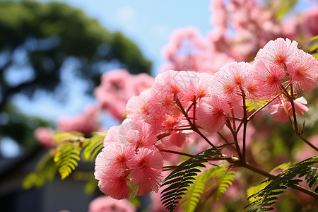 公园盛开的花朵图片