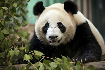 中国大熊猫背景图片