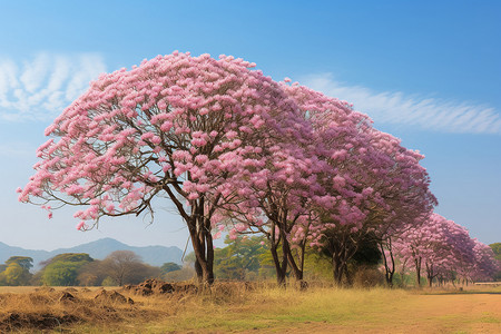 粉色木棉花户外的木棉树背景