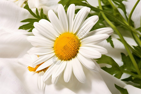 淡雅的菊花背景图片