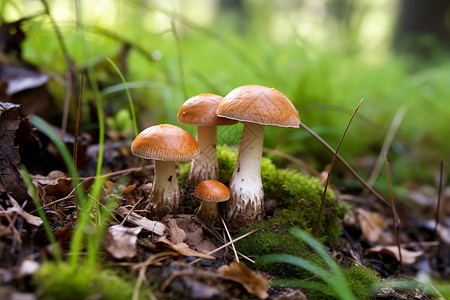 森林里的野生菌高清图片