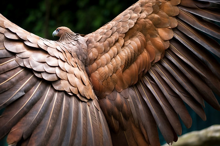 展开翅膀的老鹰背景图片