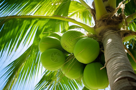 决战6月新鲜的椰树果实背景