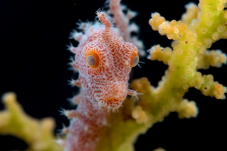 可爱海洋生物海马图片