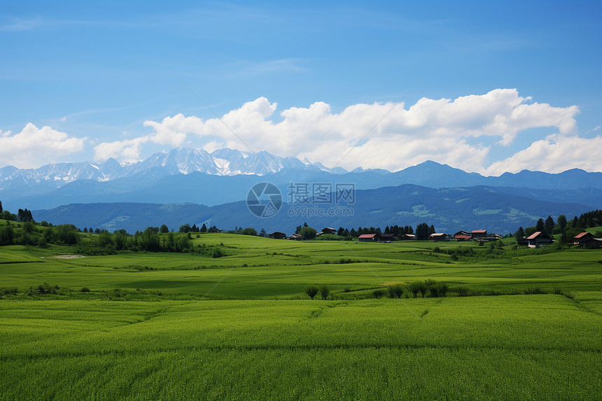 郁郁葱葱的山间水稻田图片